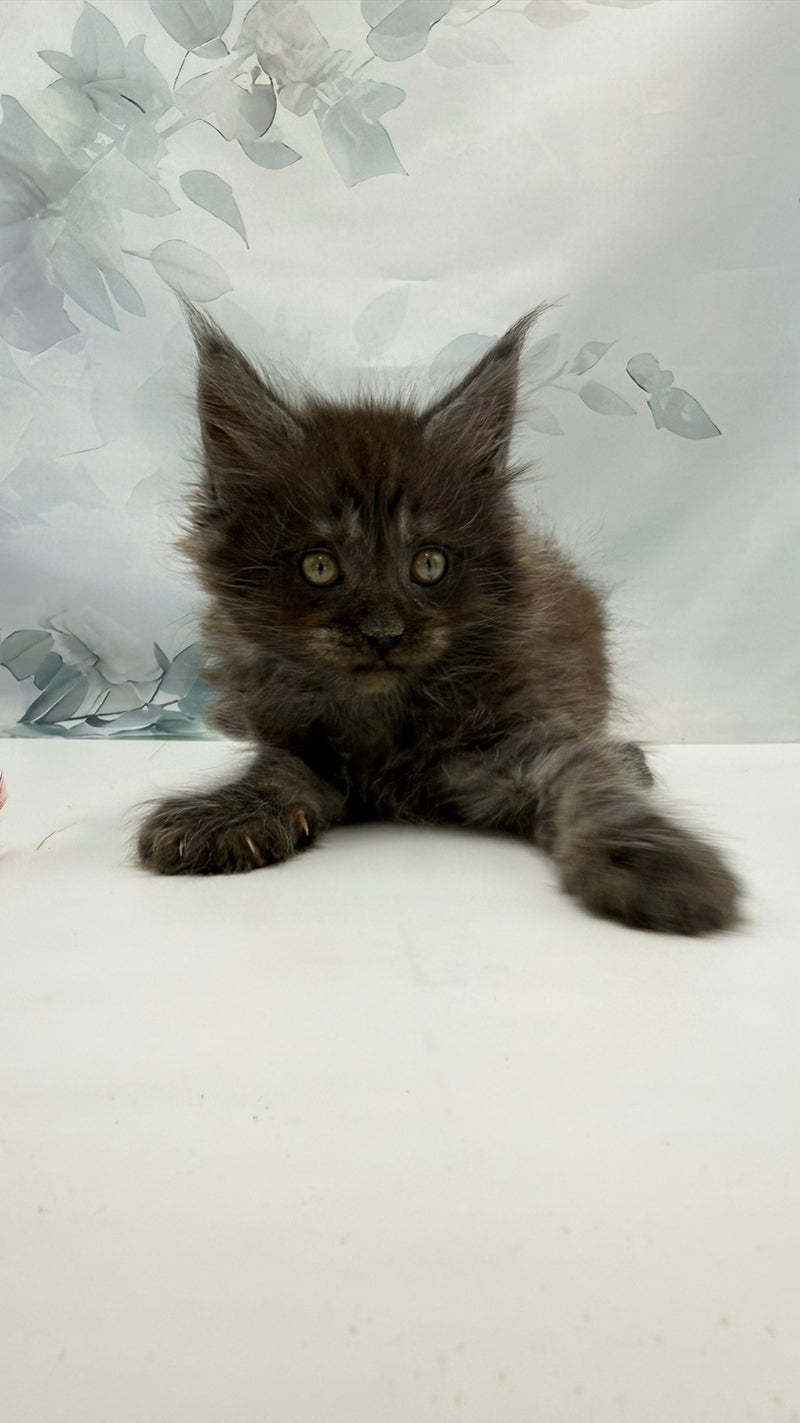 Amadest Maine Coon male, black silver