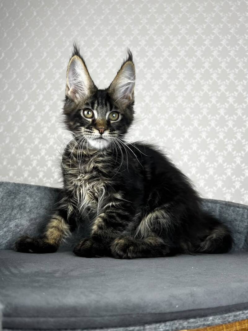 Necko Maine Coon male, black tabby