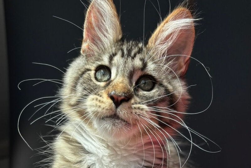 Zabava Maine Coon female, black spotted tabby bicolour