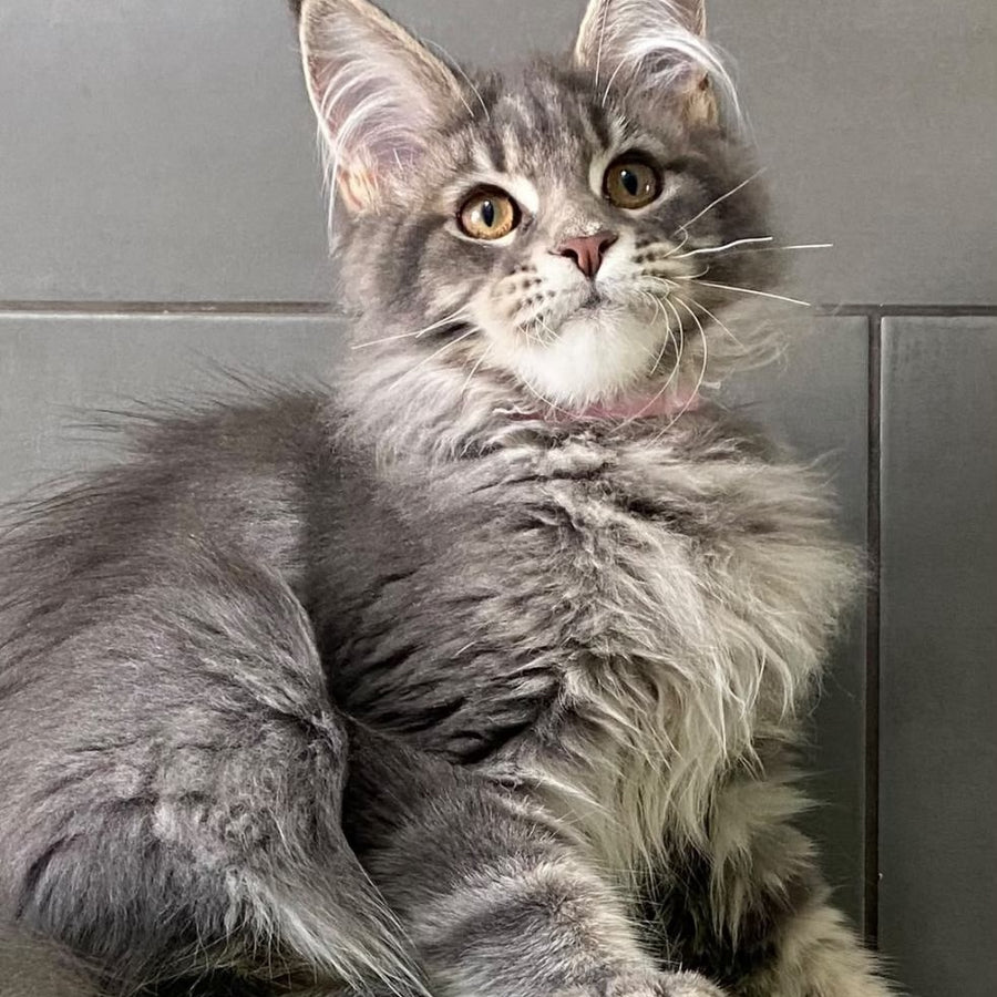 Varna Maine Coon female, blue tabby