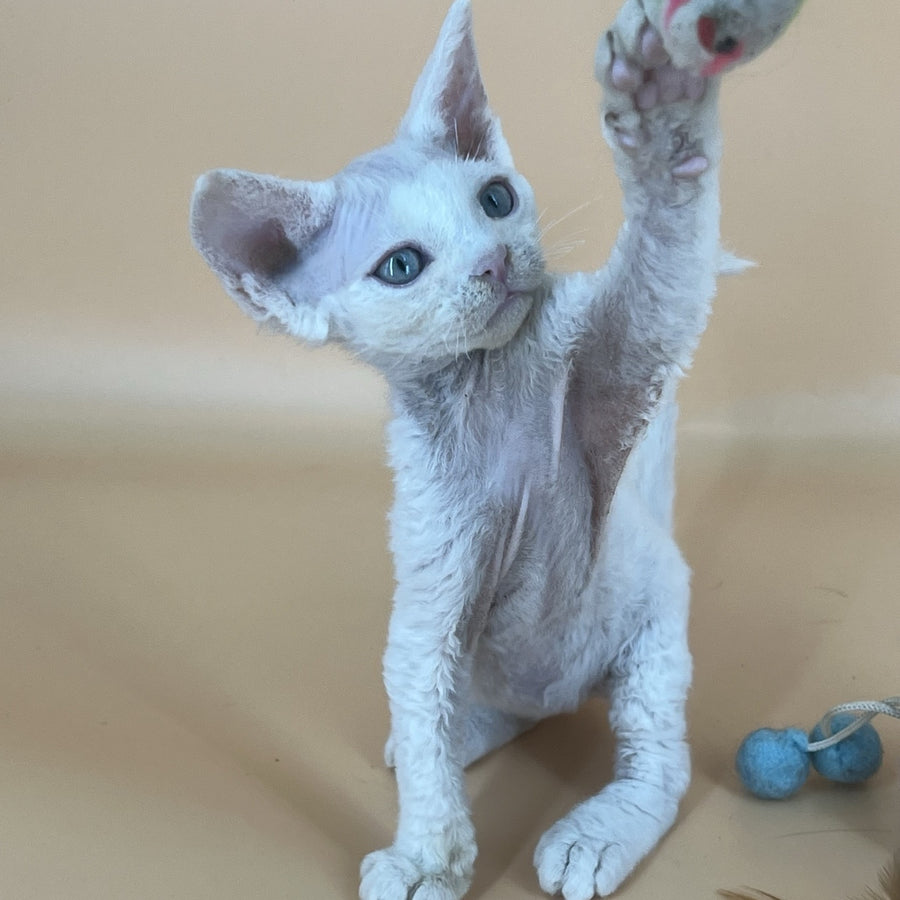 Arni Devon Rex male, white