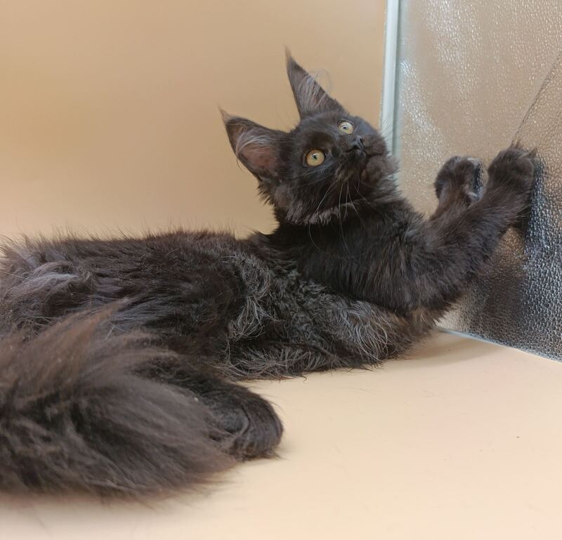 Isabelle Maine Coon female black silver - live animals