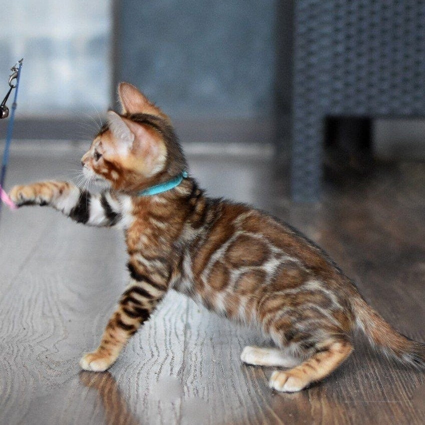 Perseus Bengal male, black spotted tabby