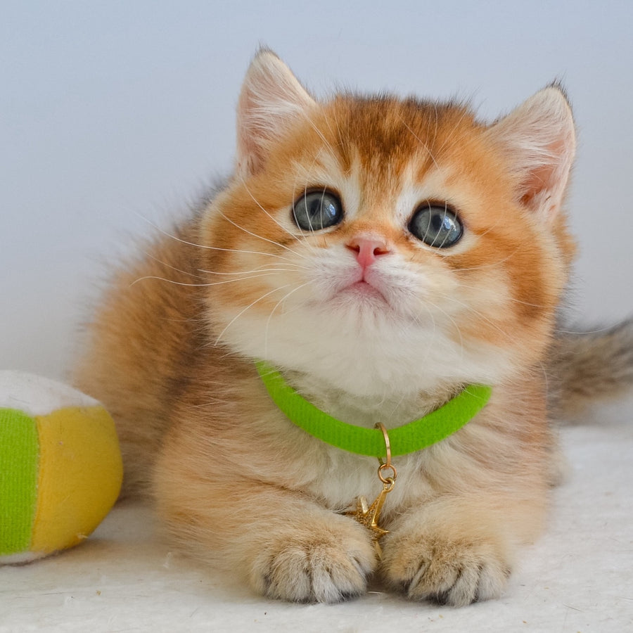 Gery British Shorthair male, black golden ticked tabby