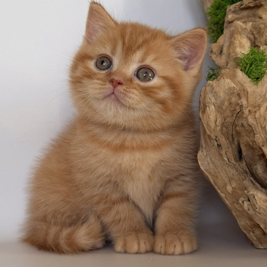 Gino British Shorthair male, red
