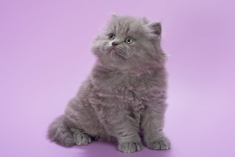 Elli British Longhair female, blue