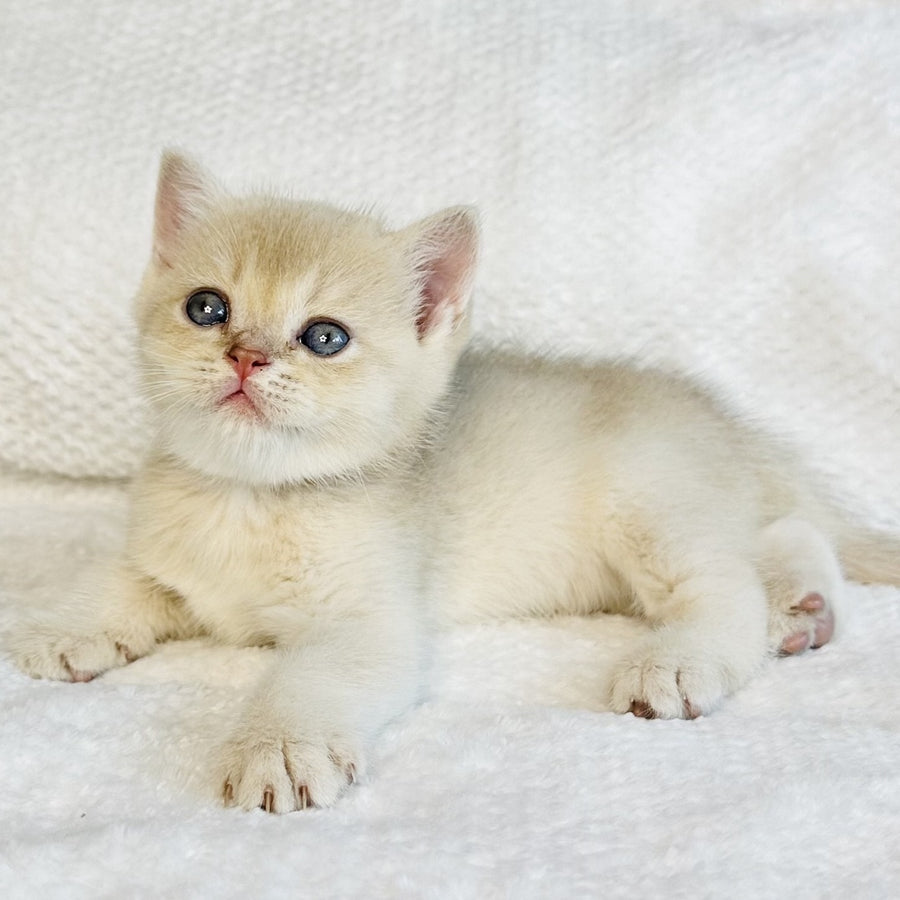 Galaxy Star British Shorthair male, lilac golden shaded
