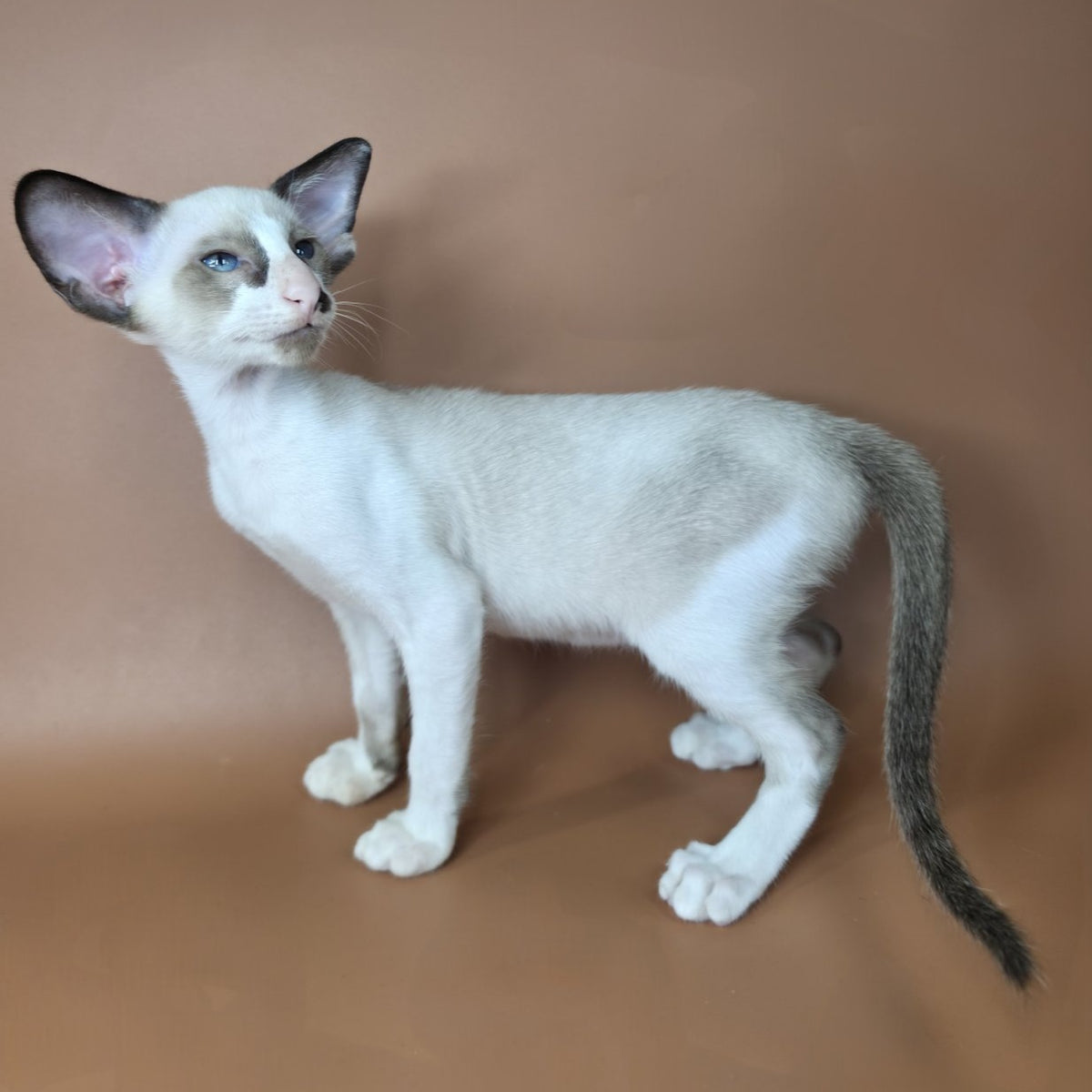 Ivory Siamese female, black bicolour