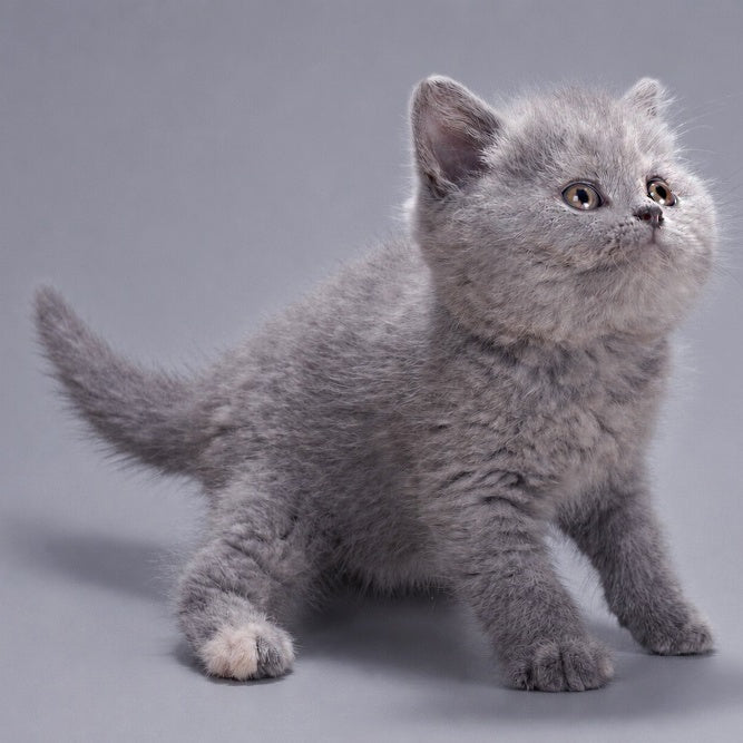 Riley British Shorthair female, blue tortie