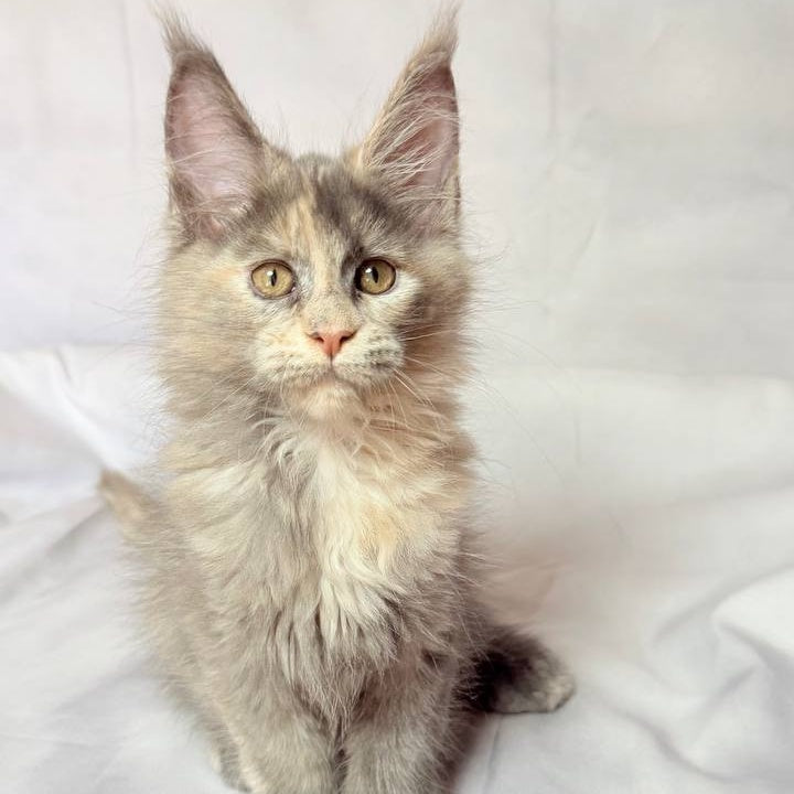 Livia Maine Coon polydactyl 6x6x6x6 female, blue tortie silver