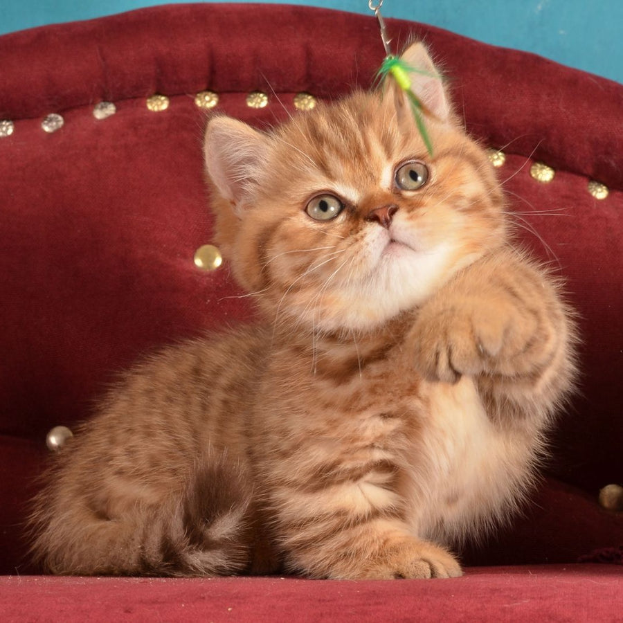 Holly Munchkin female, chocolate spotted tabby