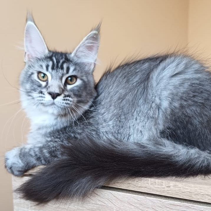 Darsia Maine Coon female, black silver ticked tabby