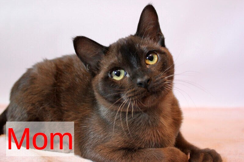 Alan Burmese male, chocolate