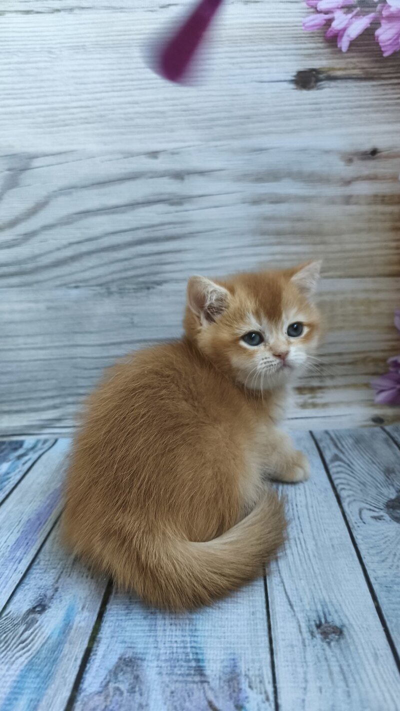 Sansara British Shorthair female black golden chinchilla live animals