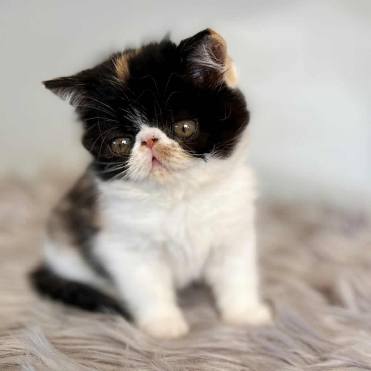Coco Exotic female, black tortie bicolour