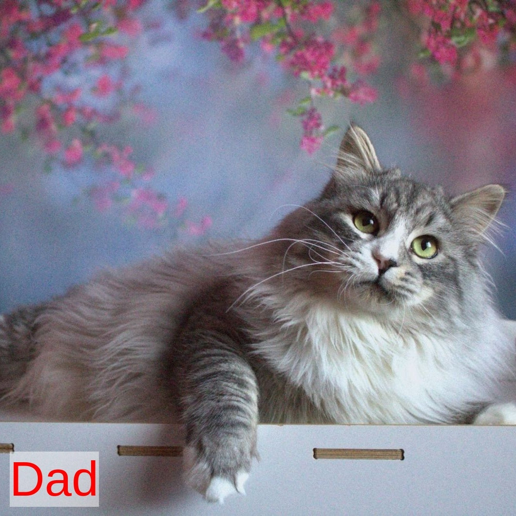 Hammer Siberian male, black bicolour tabby pointed