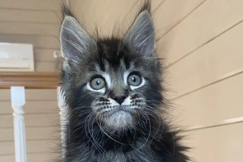 Infinity Maine Coon male black tabby live animals