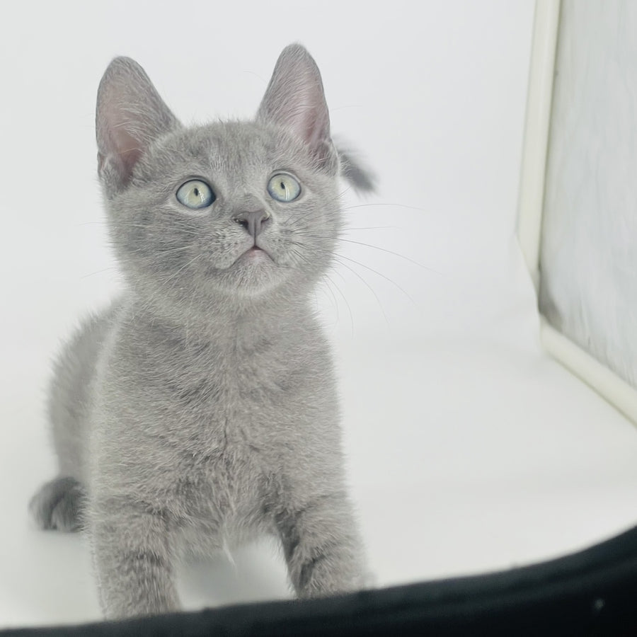 Archie Russian Blue male, blue