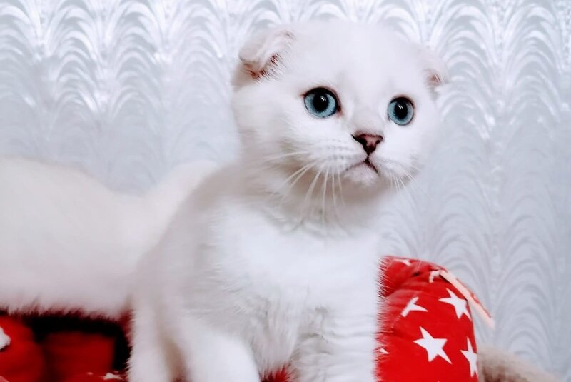 Poletta Scottish Fold female, black silver shaded pointed