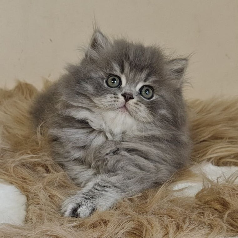 Kolin Scottish Straight male, blue spotted tabby