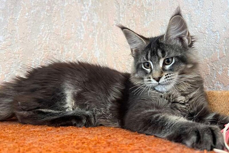 Zelda Maine Coon female, black ticked tabby