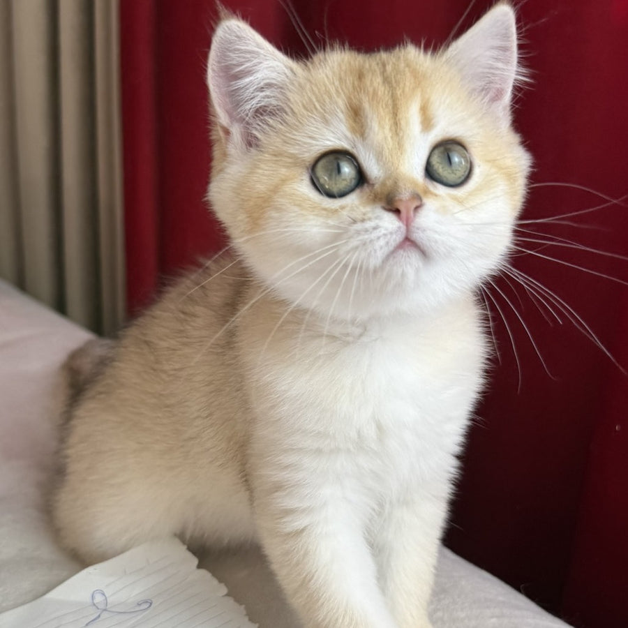 Elvira Scottish Straight female, black golden shaded