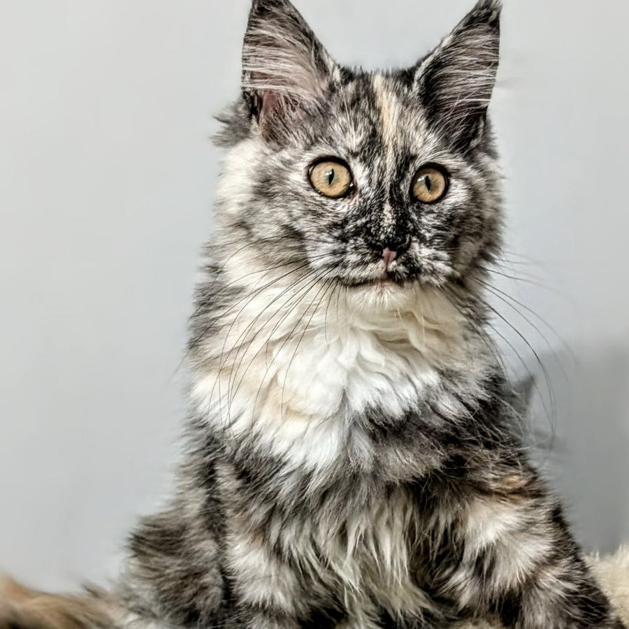 Westalia Maine Coon female, black tortie silver