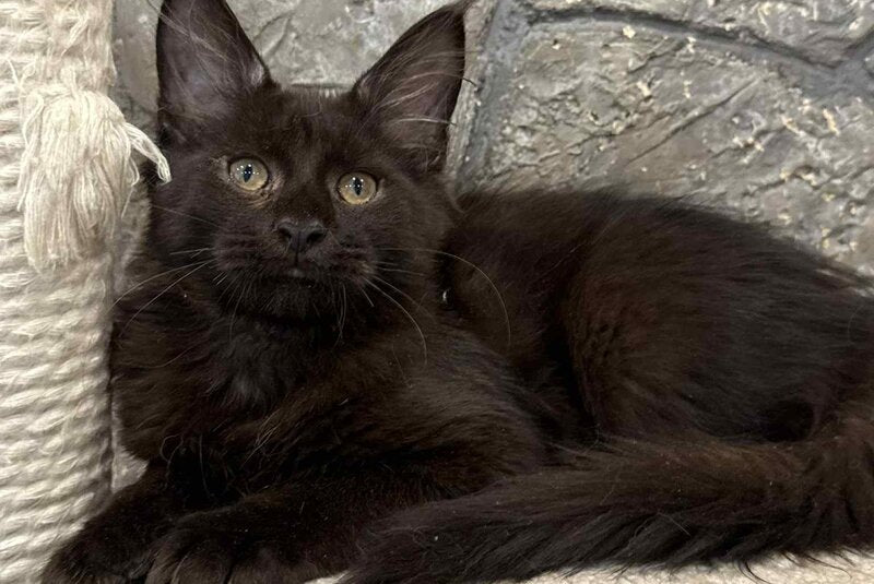 Fart Maine Coon male, black