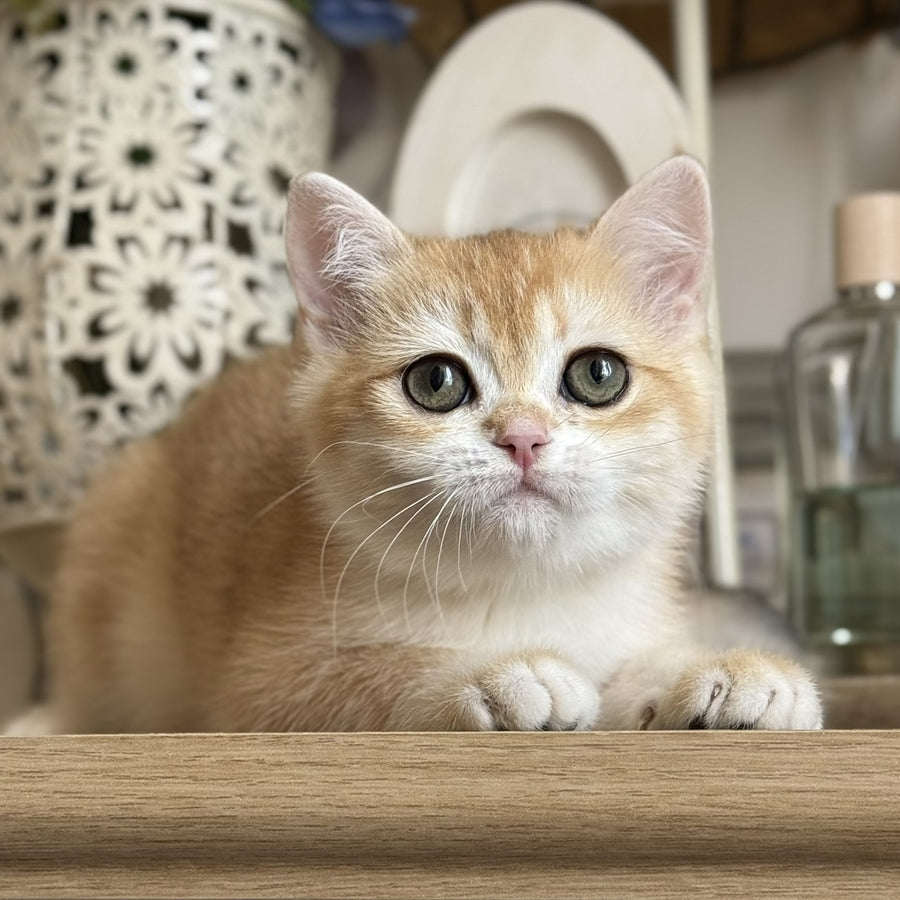 Mira British Shorthair female, black golden chinchilla