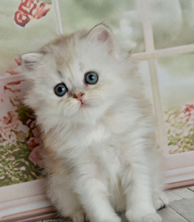 Theo Scottish Straight male black silver shaded - live animals