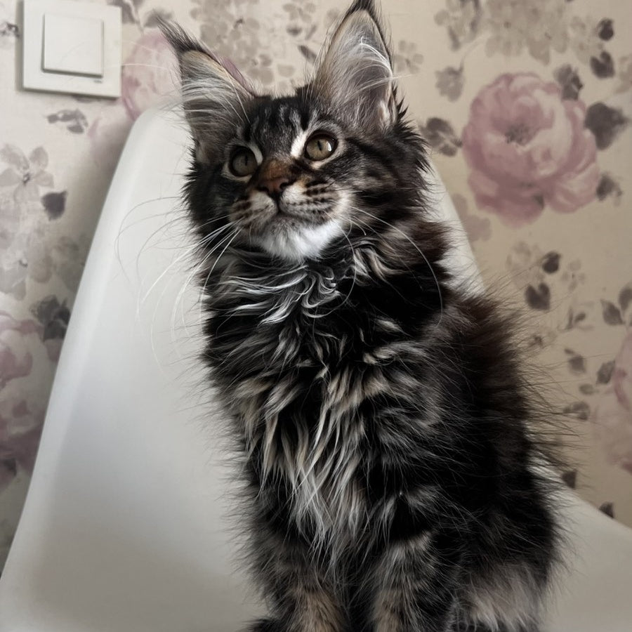 Sebastian Maine Coon male, black tabby
