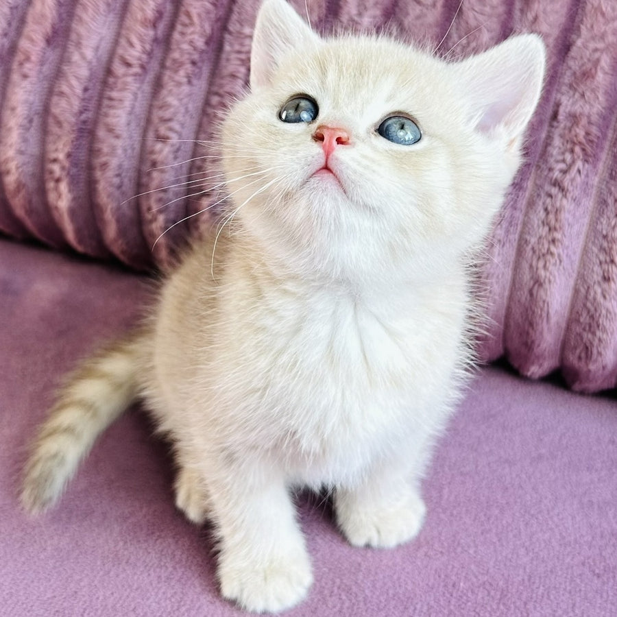 Jin British Shorthair male, blue golden spotted tabby