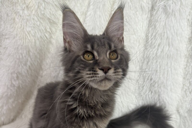 Foxy Maine Coon female, blue tabby
