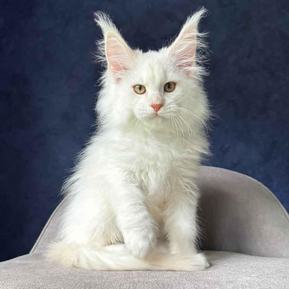 Juror Maine Coon male, red silver chinchilla