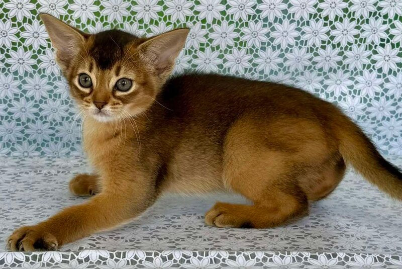 Elka Abyssinian female ruddy - live animals