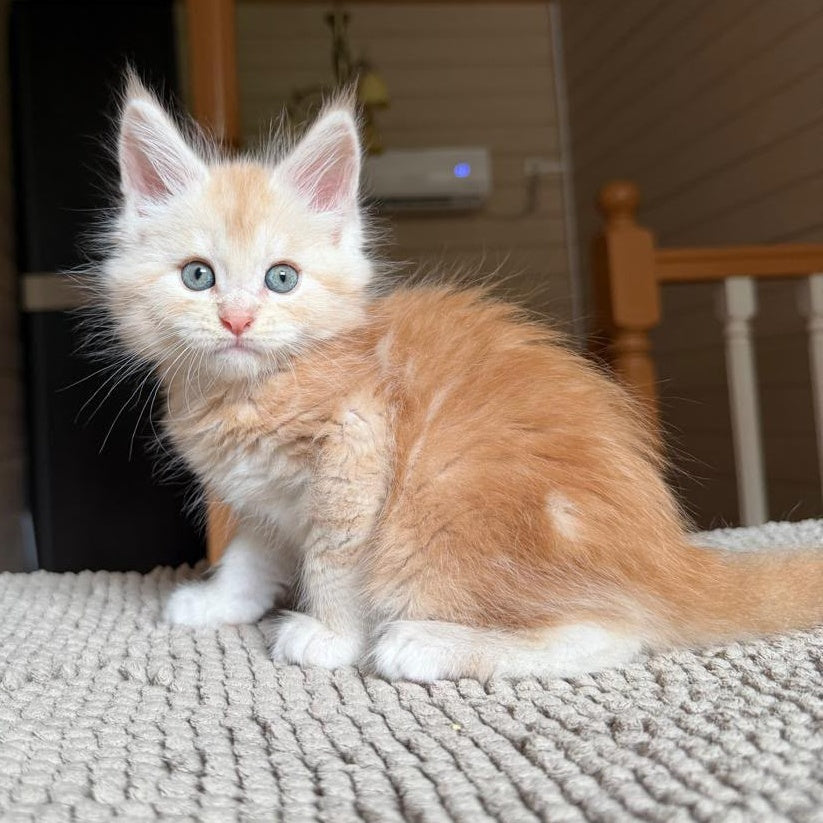 Champ Maine Coon male, red silver tabby