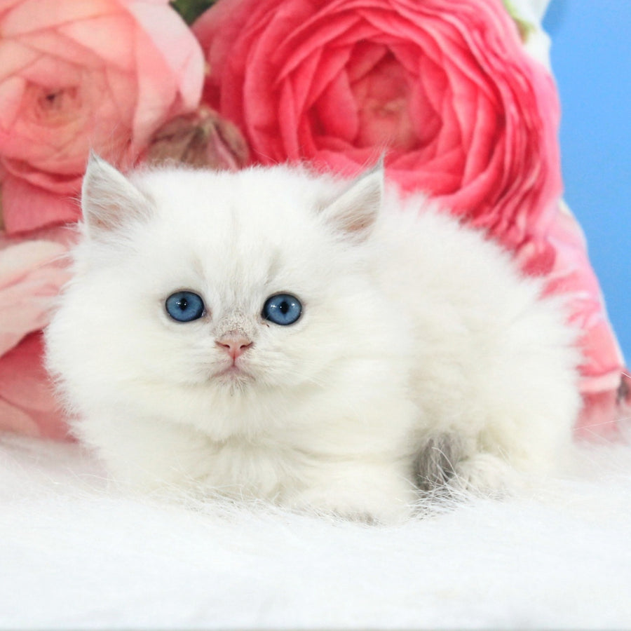 Talisman British Longhair male, blue golden chinchilla pointed