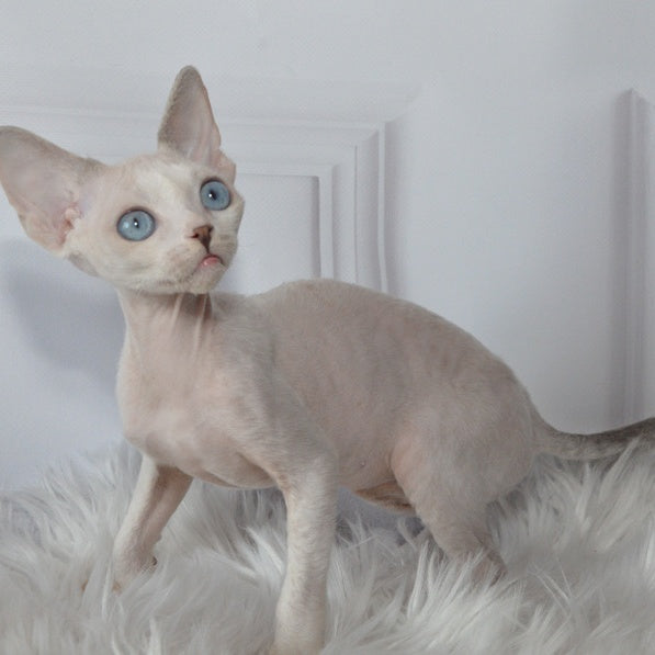 Tolik Devon Rex male, blue bicolour pointed