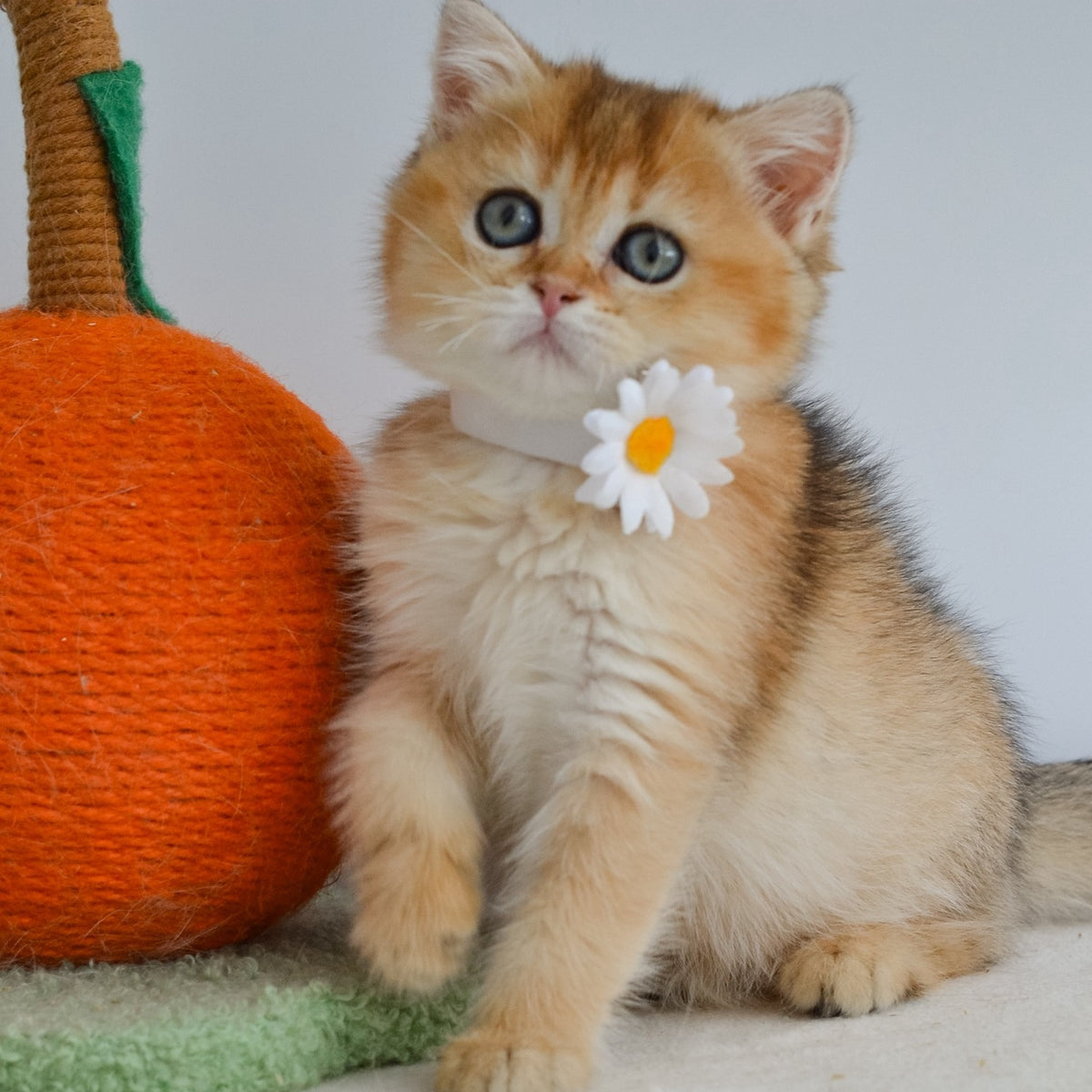 Julie Scottish Straight female, black golden ticked tabby