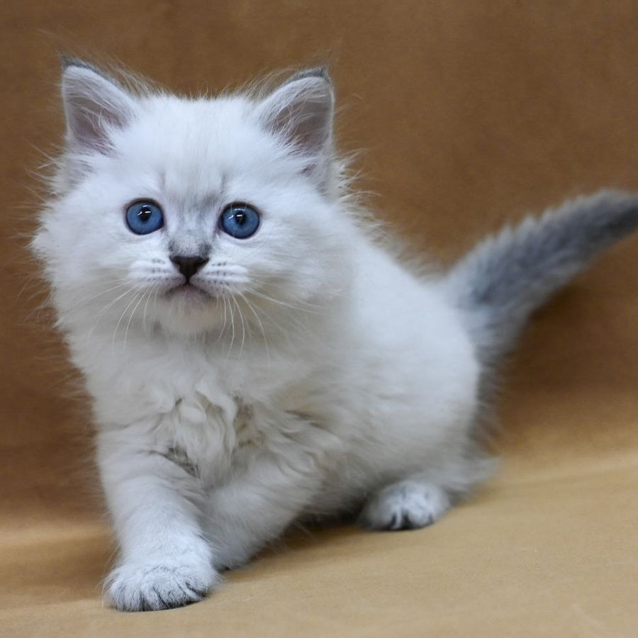 Glint Neva Masquerade male, blue tabby pointed