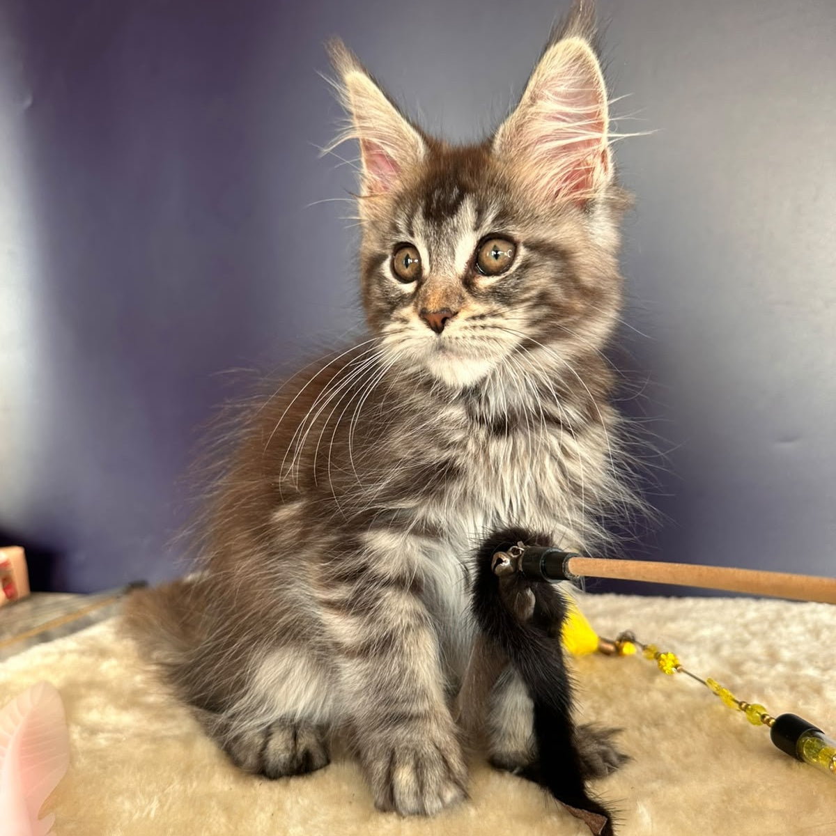 Xzena Maine Coon female, black tortie silver tabby
