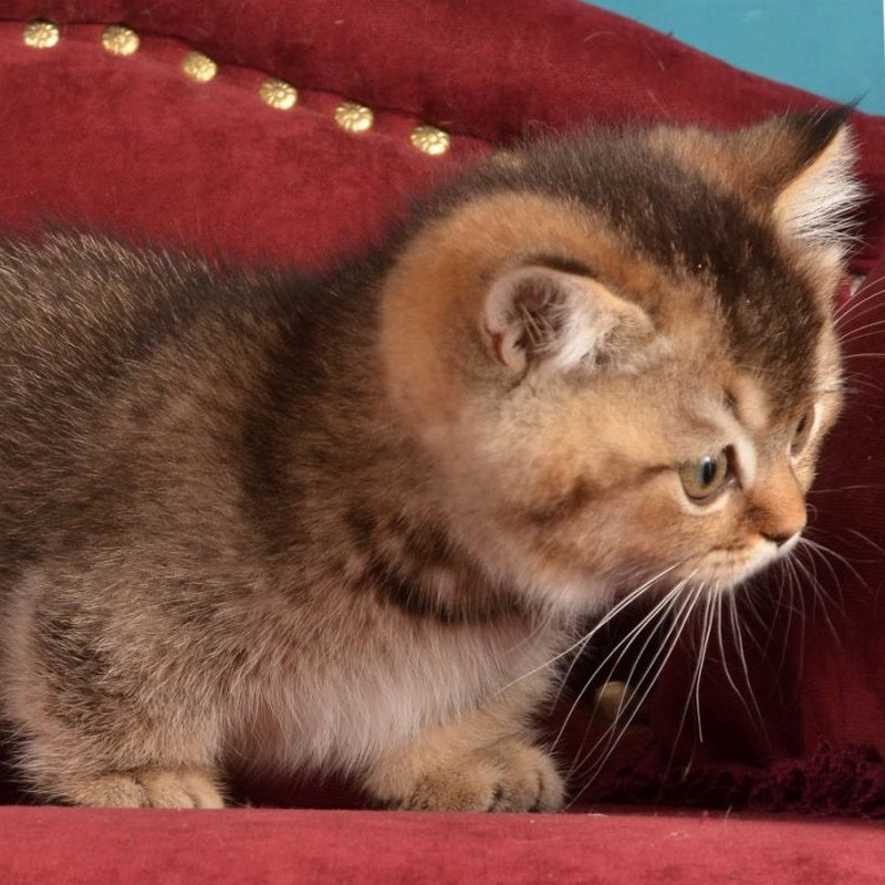 Hugo Munchkin male, black ticked tabby