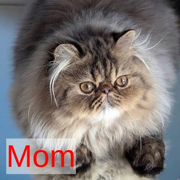 Tiara Persian female, black tabby