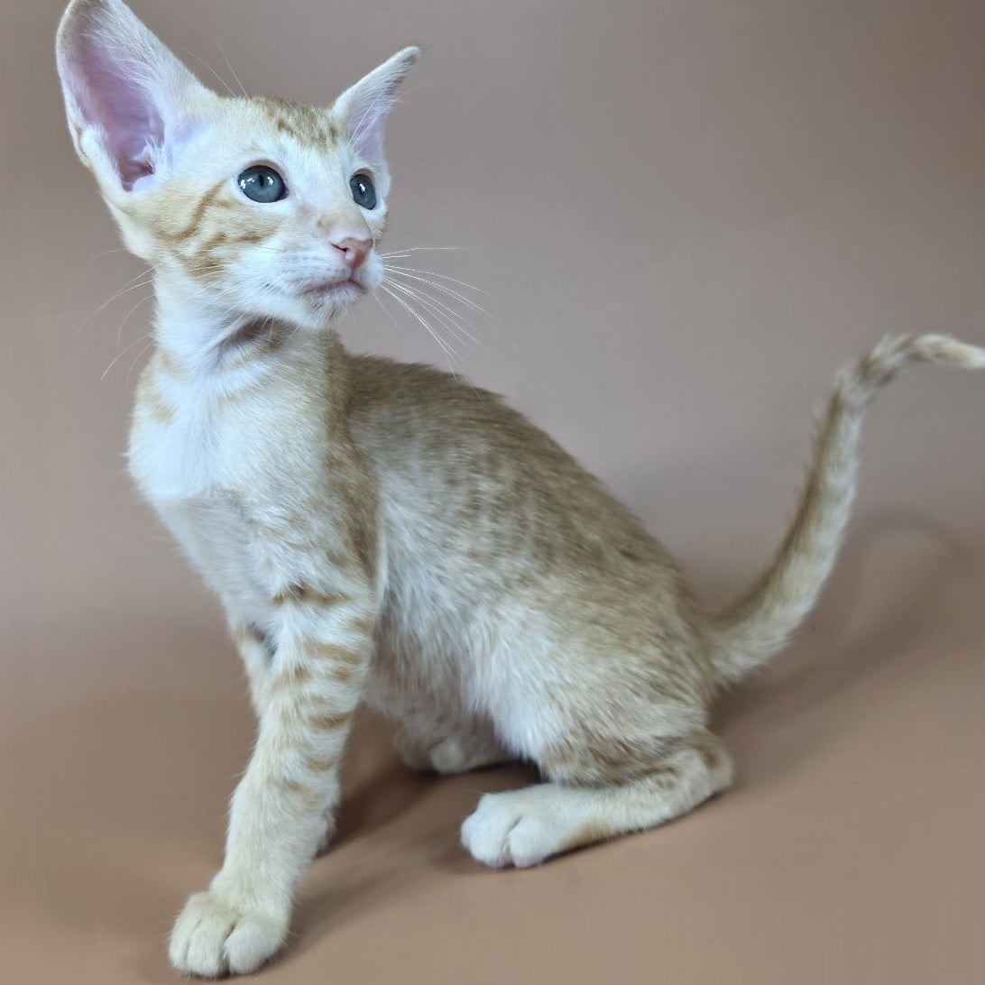 Kovu Oriental Shorthair male, red spotted tabby