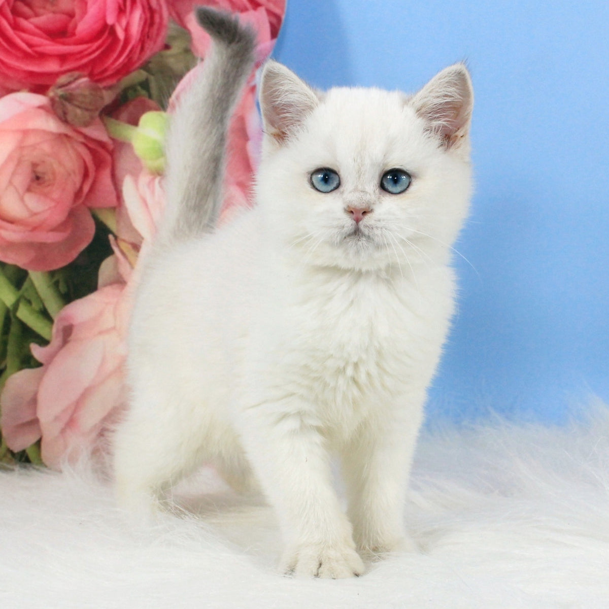 Tiffany British Shorthair female, blue golden shaded pointed