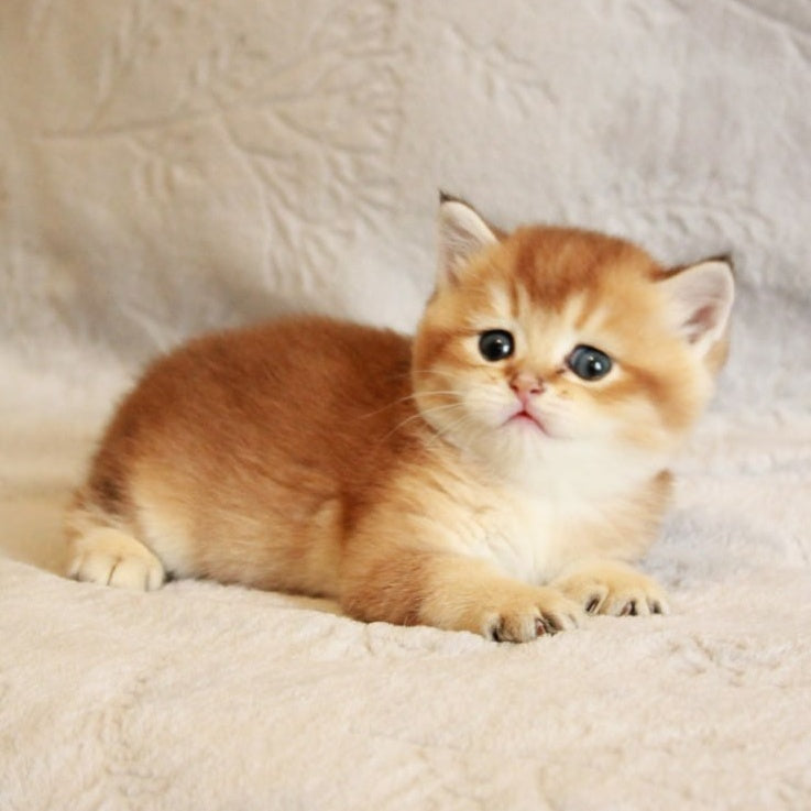 Latte British Shorthair male, black golden shaded