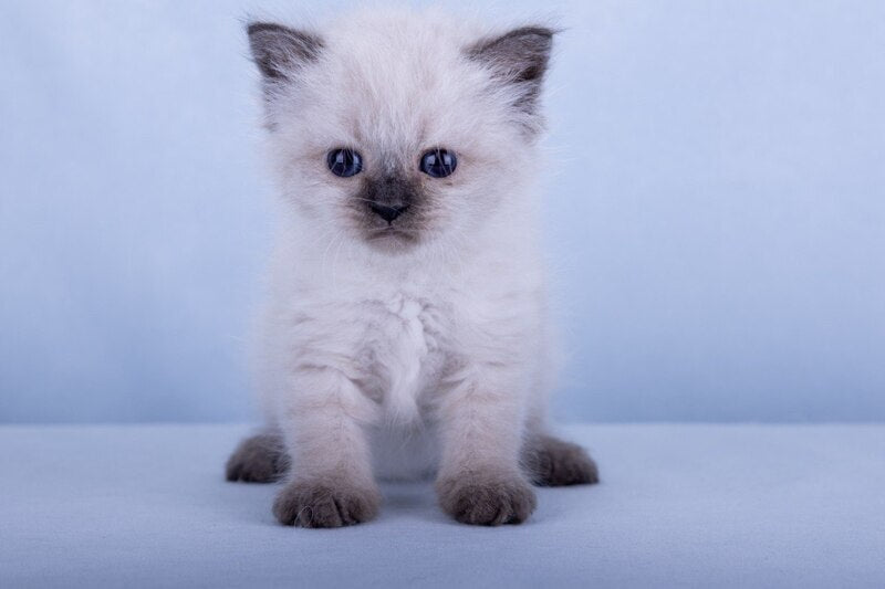Iriska Siberian female, black tabby pointed