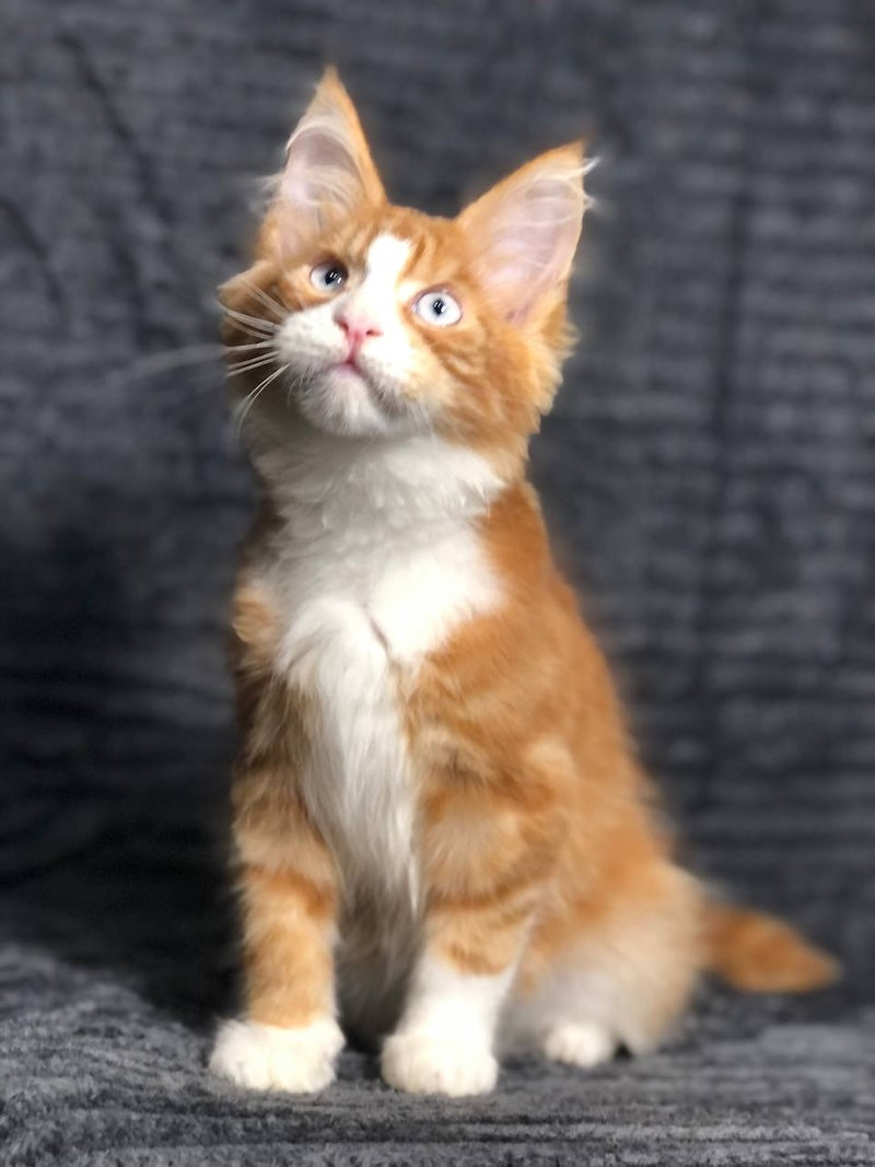 Pompey Maine Coon male, red bicolour