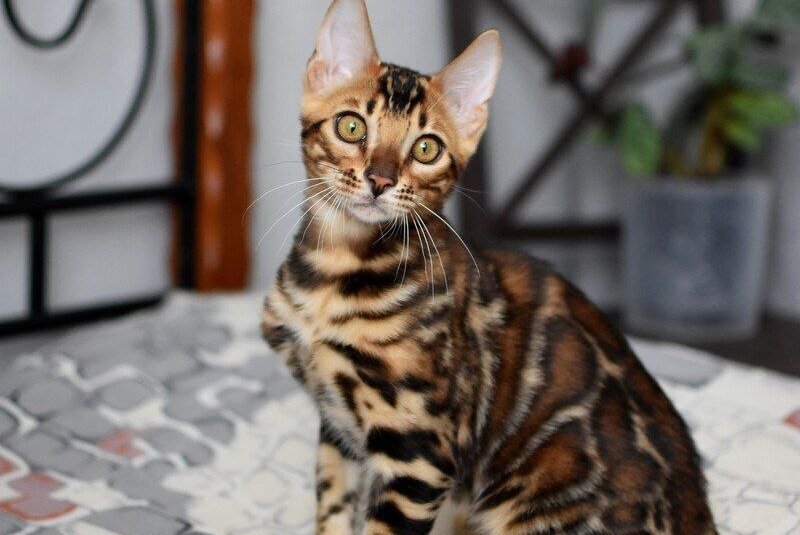 Lorenzo Bengal male black spotted tabby - live animals