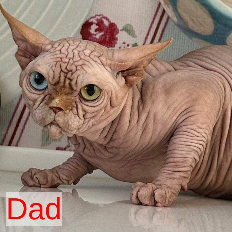 Pharaoh Canadian Sphynx male, red tabby